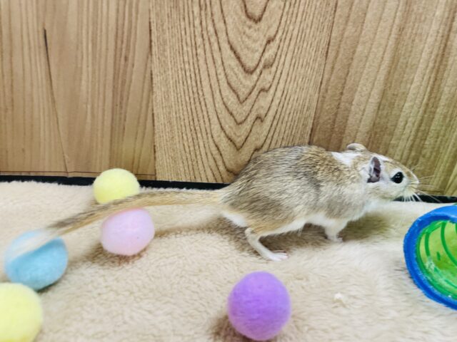 カラージャービル（スナネズミ）