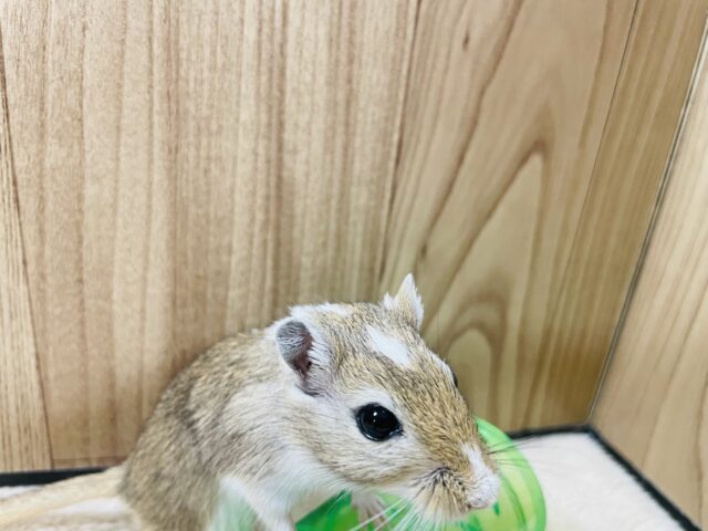 カラージャービル（スナネズミ）