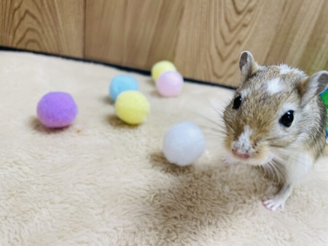 カラージャービル（スナネズミ）