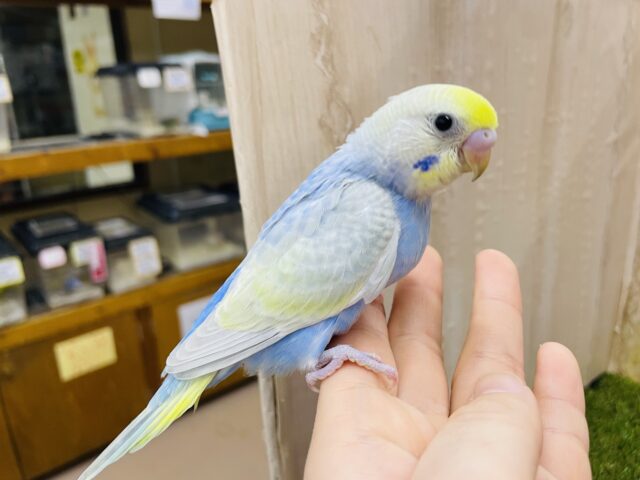 セキセイインコ