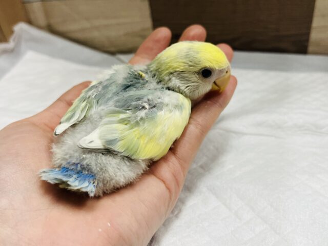 コザクラインコ（小桜インコ）