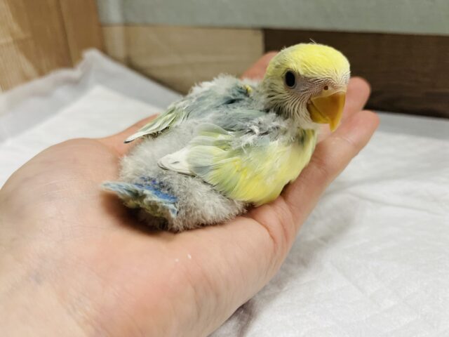 コザクラインコ（小桜インコ）