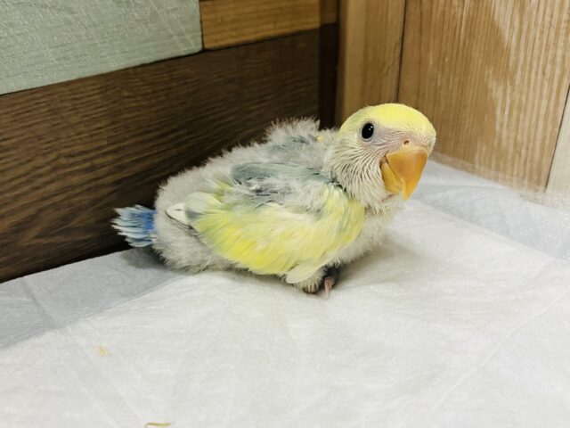 コザクラインコ（小桜インコ）