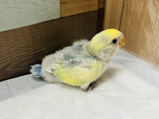 コザクラインコ（小桜インコ）