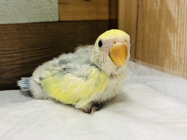 コザクラインコ（小桜インコ）