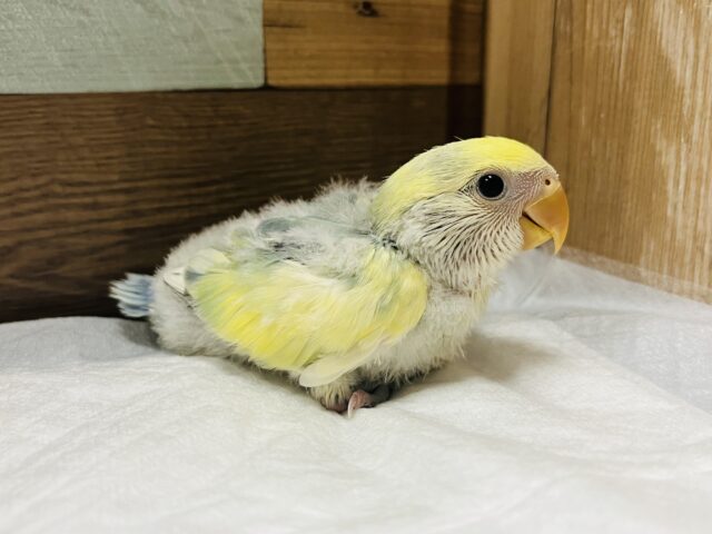 コザクラインコ（小桜インコ）