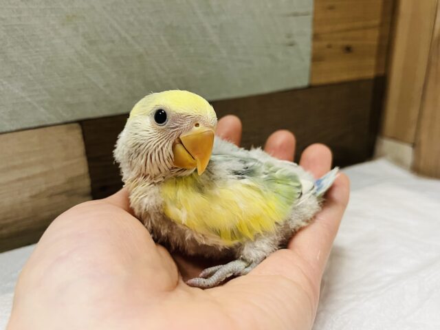 コザクラインコ（小桜インコ）