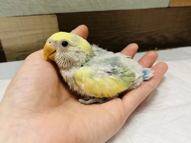 コザクラインコ（小桜インコ）