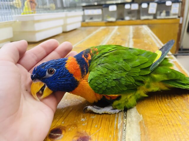 アカエリゴシキセイガイインコ