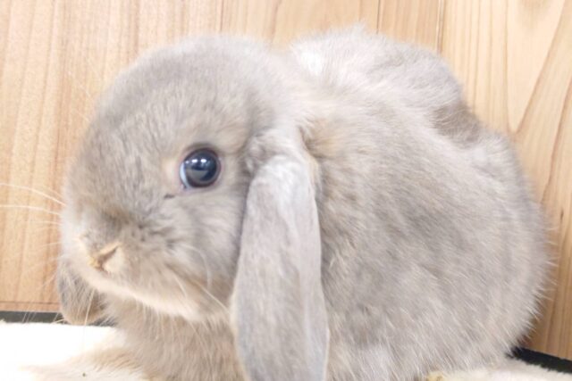 ロップイヤーラビット