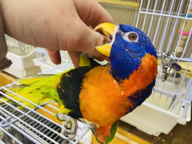 アカエリゴシキセイガイインコ