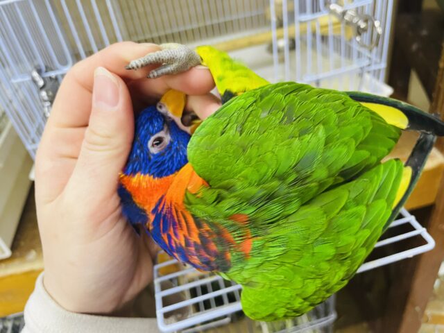 アカエリゴシキセイガイインコ