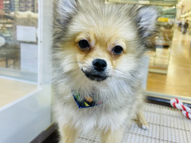 ポメチー（ポメチワ）