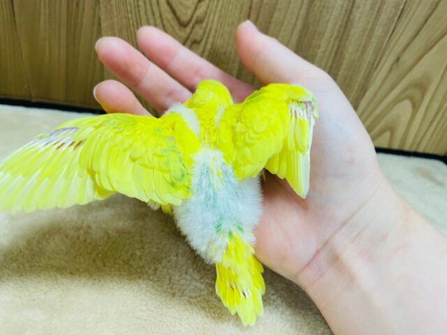 セキセイインコ
