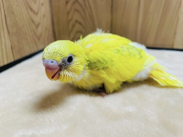 セキセイインコ