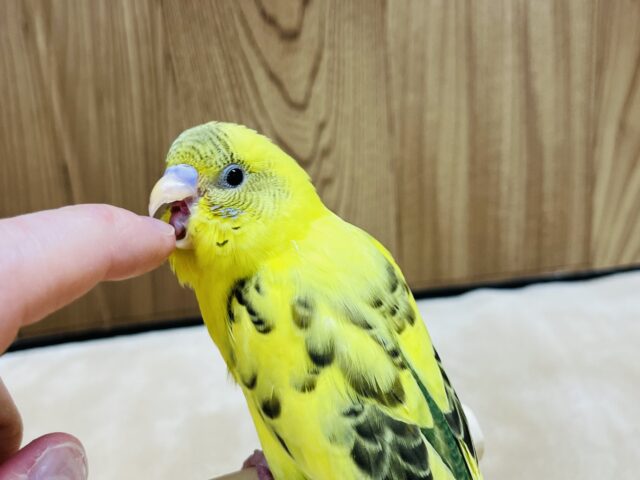 セキセイインコ