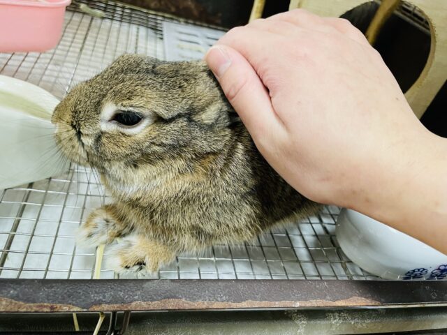 【最新画像更新🪄】大きなおめめに吸い込まれちゃう🫧ネザーランドドワーフ(チェスナット) 男の子 ネザーランドドワーフ