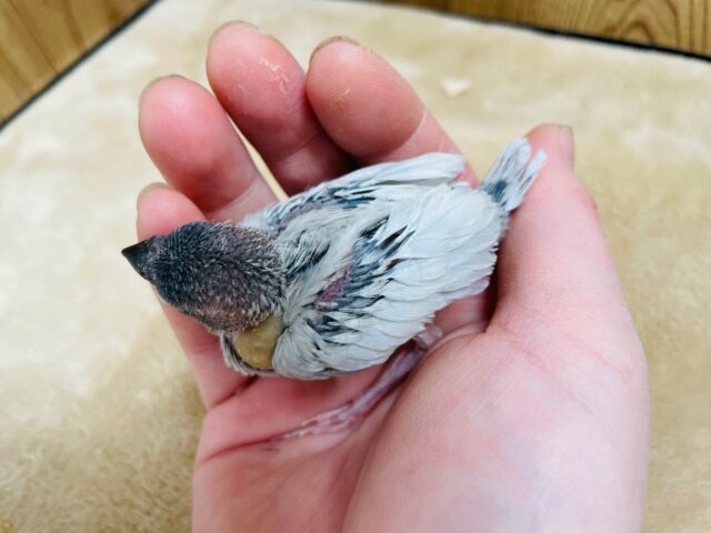 シルバー文鳥