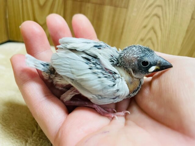 シルバー文鳥