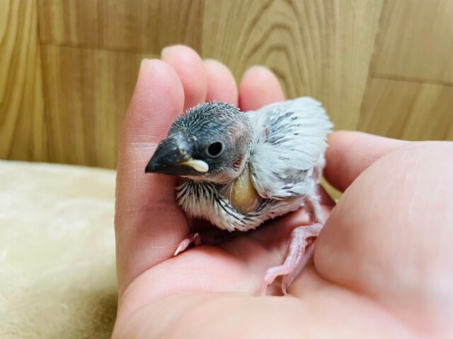 シルバー文鳥