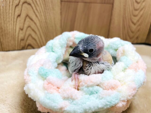 シルバー文鳥