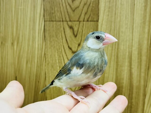 桜文鳥