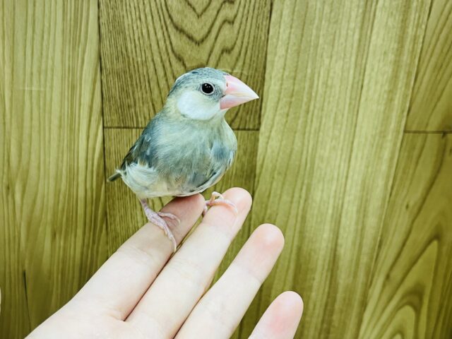 桜文鳥