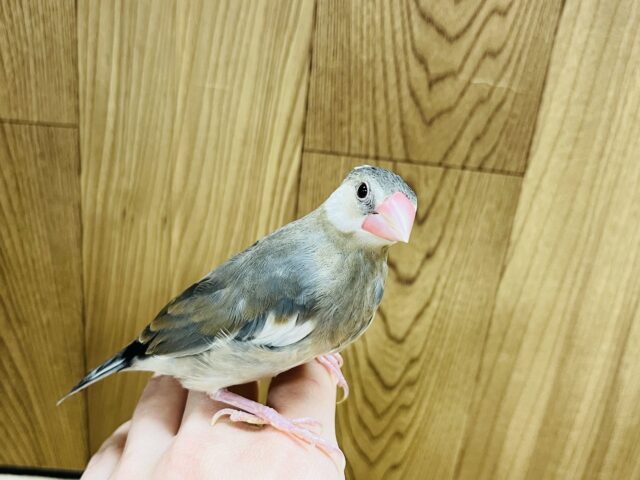 桜文鳥