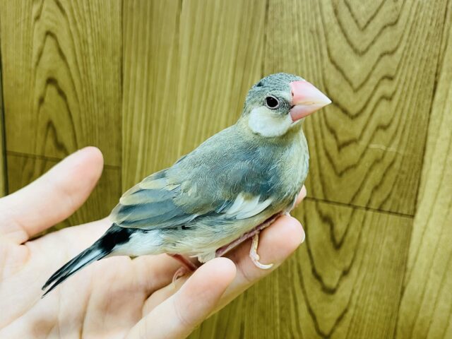 桜文鳥