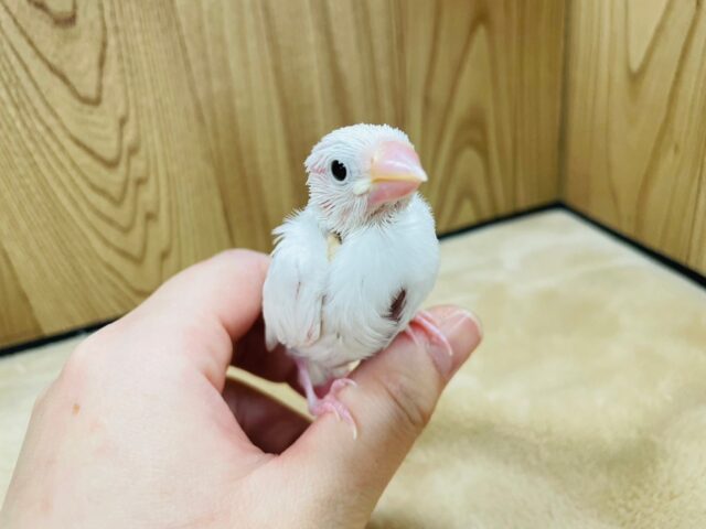 白文鳥