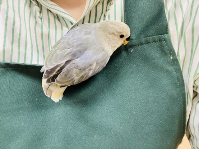コザクラインコ（小桜インコ）
