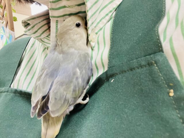 コザクラインコ（小桜インコ）