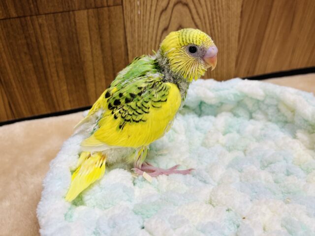 セキセイインコ