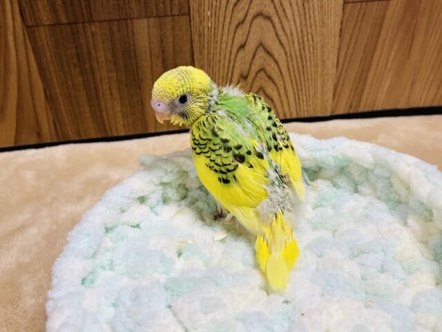 セキセイインコ