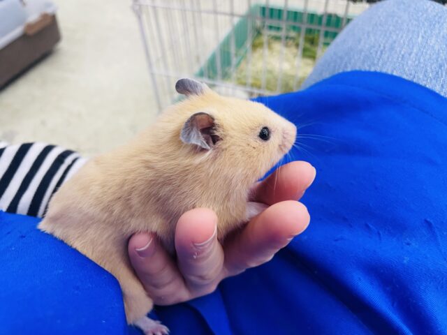 ゴールデンハムスター