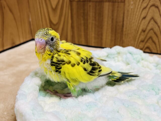 セキセイインコ