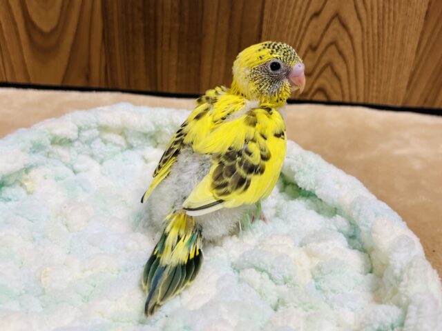 セキセイインコ