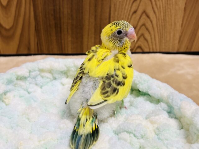 セキセイインコ