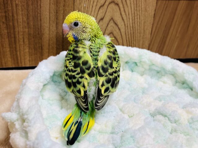 セキセイインコ