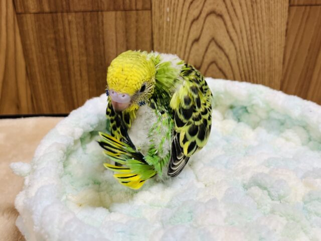 セキセイインコ