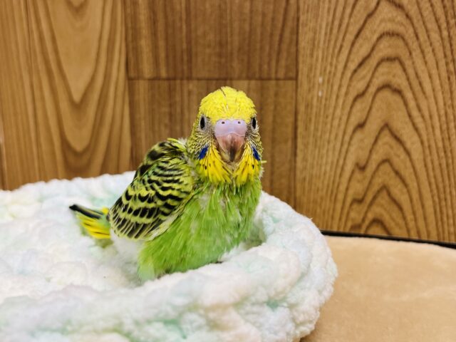 セキセイインコ