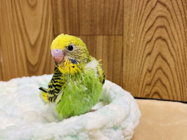 セキセイインコ
