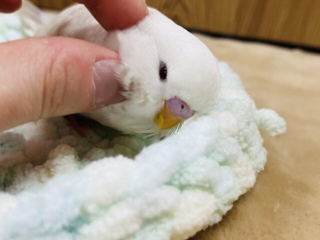 ジャンボセキセイインコ
