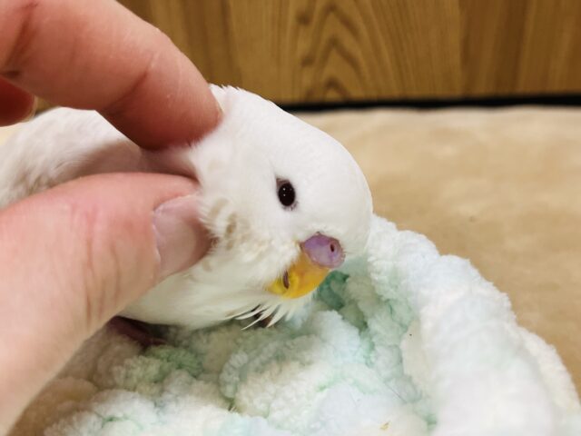 ジャンボセキセイインコ