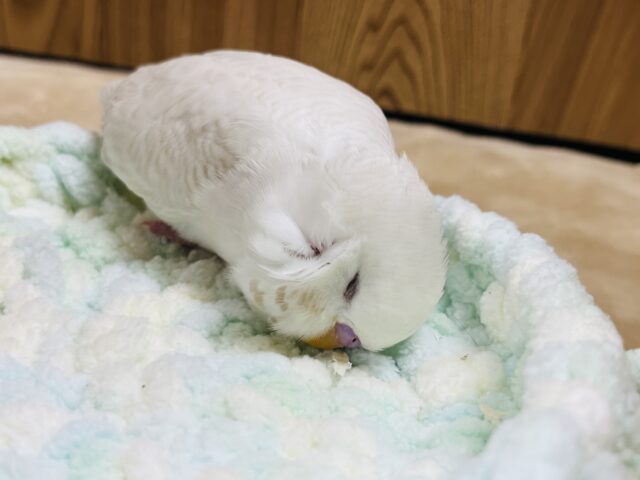 ジャンボセキセイインコ