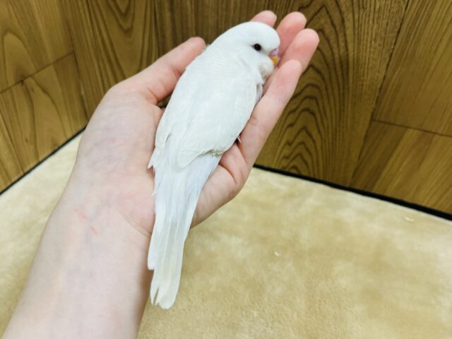 ジャンボセキセイインコ