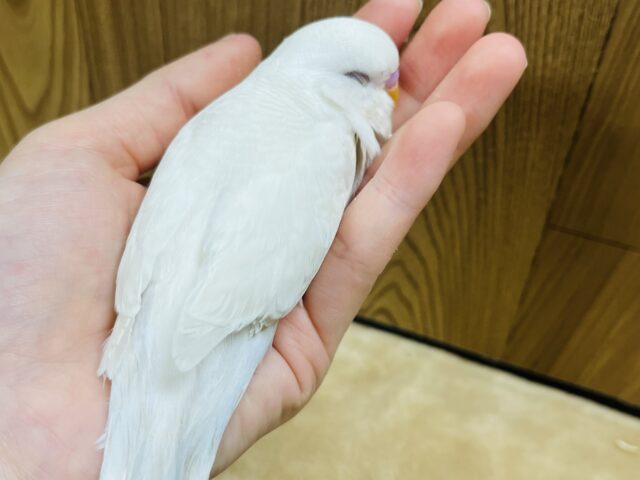 ジャンボセキセイインコ