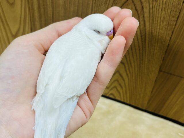 ジャンボセキセイインコ