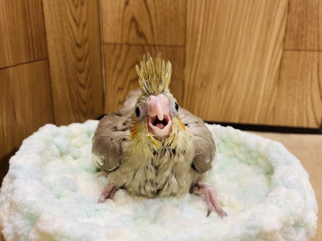 オカメインコ