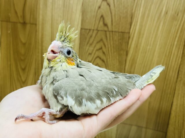 オカメインコ